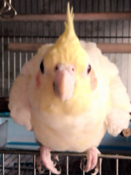 食 滞 インコ