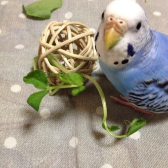 鳥の健康 えさ どんどん体重が増えます とりっち インコなど鳥の日本最大級sns