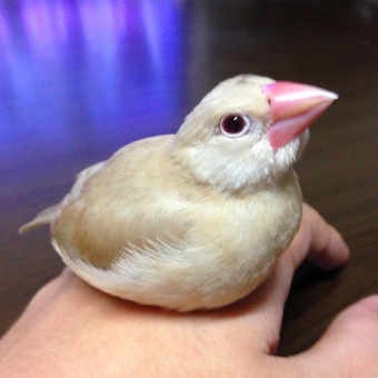 鳥の雑談 挨拶 質問 ブンチョウの毛色について とりっち インコなど鳥の日本最大級sns