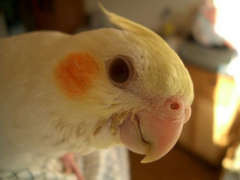 鳥の病気 病院 オカメインコ 卵管蓄卵材症闘病記 とりっち インコなど鳥の日本最大級sns