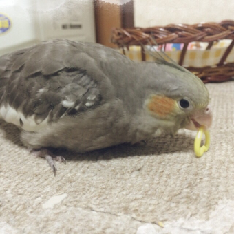 鳥の病気 病院 生後１カ月ほどのオカメインコについて とりっち インコなど鳥の日本最大級sns