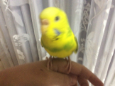 メロン