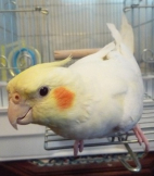 kiromama