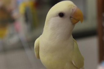 鳥の飼い方 生活 質問 コザクラの頭の色の変化について とりっち インコなど鳥の日本最大級sns