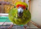 ぴろ