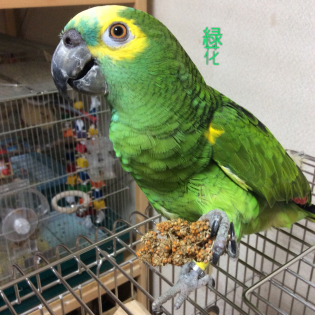 アオボウシインコ とりっち鳥図鑑 生態 飼い方 病気など とりっち インコなど鳥の日本最大級sns