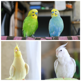 鳥の病気 病院 フンが黒い とりっち インコなど鳥の日本最大級sns