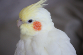 ぽのさん