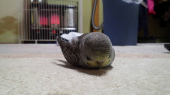 わかなひめ