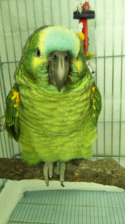 アオボウシインコ とりっち鳥図鑑 生態 飼い方 病気など とりっち インコなど鳥の日本最大級sns