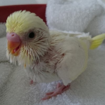 鳥の飼い方 生活 このセキセイインコの種類は何になりますか また性別予測できますか とりっち インコなど鳥の日本最大級sns