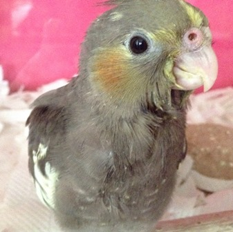 鳥の飼い方 生活 オカメインコの一人餌について 挿し餌を食べてくれません とりっち インコなど鳥の日本最大級sns