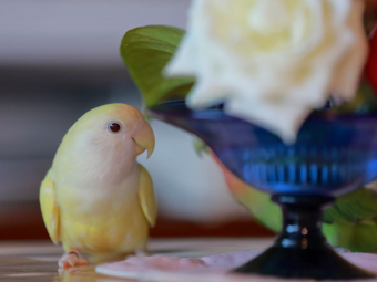 鳥の雑談 挨拶 コザクラインコの種類について とりっち インコなど鳥の日本最大級sns