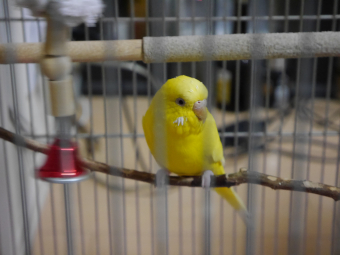 鳥の病気 病院 セキセイインコ 自分の足への吐き戻し とりっち インコなど鳥の日本最大級sns