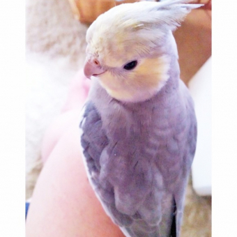 どんちゃんママ