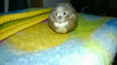 こうまま
