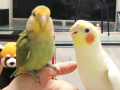みゃす