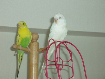 鳥の病気 病院 インコをすばらく手で掴むには とりっち インコなど鳥の日本最大級sns