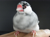 ぶん吉