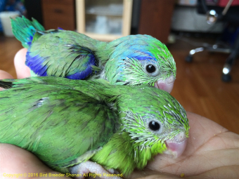 sさんのプロフィール とりっち インコなど鳥の日本最大級sns