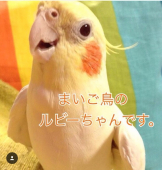 オカメインコルビー捜索中