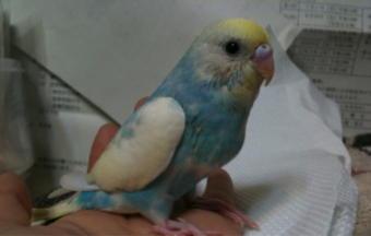 †蔓薔薇人形館†