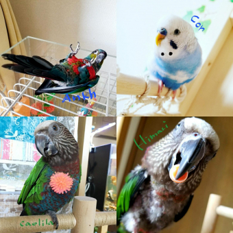 鳥の飼い方 生活 ヒーターの設置 カバーについて教えてください とりっち インコなど鳥の日本最大級sns