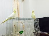 NORIPY55