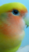 蝶子