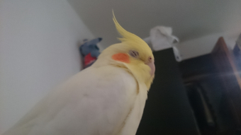 鳥の健康 えさ 挿し餌を食べたがるオカメインコ とりっち インコなど鳥の日本最大級sns