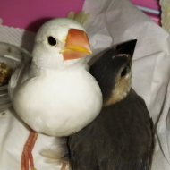 時期 文鳥 雛