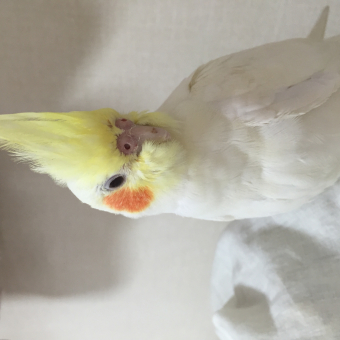 鳥の飼い方 生活 オカメインコ 落ち着かせ方 雨音 とりっち インコなど鳥の日本最大級sns