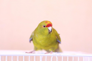 キガシラアオハシインコ とりっち鳥図鑑 生態 飼い方 病気など とりっち インコなど鳥の日本最大級sns