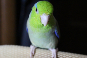 鳥の別れ ペットロス 不注意でセキセイちゃんを死なさせてしまいました とりっち インコなど鳥の日本最大級sns