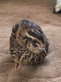 ちーやん