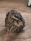 ちーやん