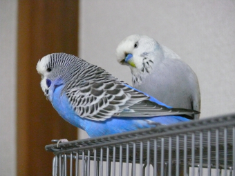 鳥の雑談 挨拶 渾身の年賀状を見せあいっこしませんか とりっち インコなど鳥の日本最大級sns