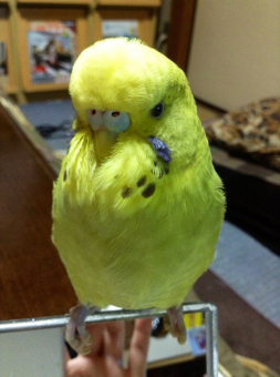 鳥の飼い方 生活 ウロコインコについて とりっち インコなど鳥の日本最大級sns