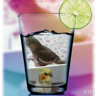 鳥の産卵 繁殖 雛の育て方 オカメインコ 繁殖ケージについて とりっち インコなど鳥の日本最大級sns