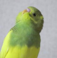 鳥の雑談 挨拶 床で寝るセキセイインコ とりっち インコなど鳥の日本最大級sns