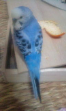マィユ