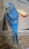 マィユ