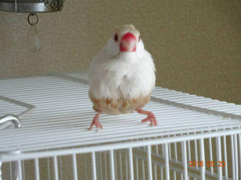 鳥の迷子情報 迷子 大阪府八尾市でクリーム文鳥が迷子になりました とりっち インコなど鳥の日本最大級sns