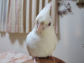 そらうり
