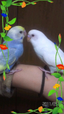 さと