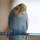 ぴよんぴ