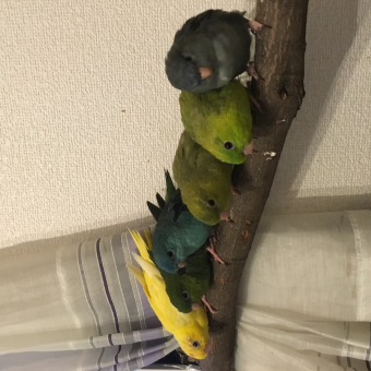 鳥の迷子情報 迷子 代理投稿 千葉県流山市 八重桜インコ とりっち インコなど鳥の日本最大級sns