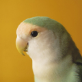 村東 剛