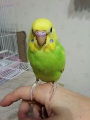 戻し 吐き セキセイ インコ