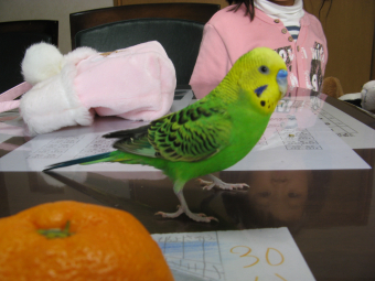 鳥の愛鳥自慢 特技 かわいいしぐさ とりっち インコなど鳥の日本最大級sns